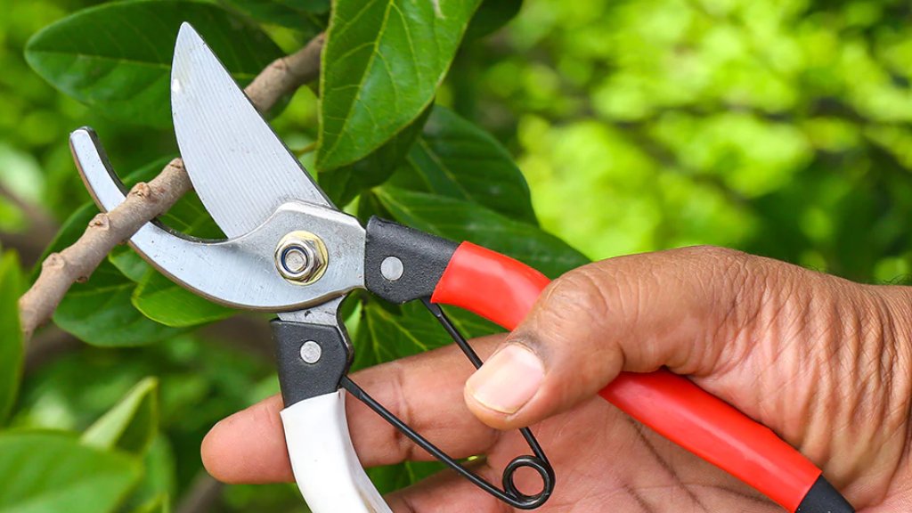 pruning for pinwheel flower