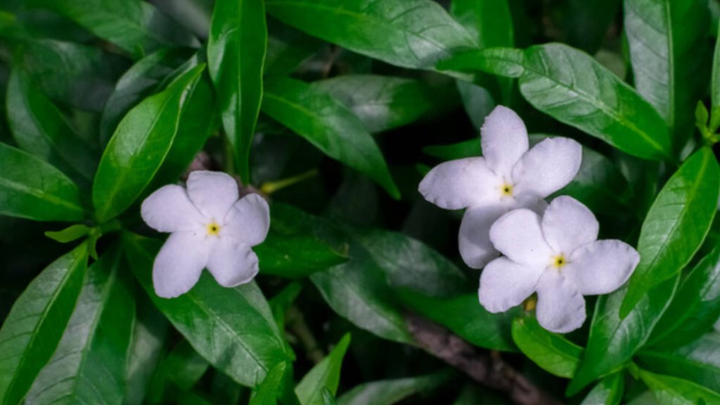 pinwheel flower plant watering