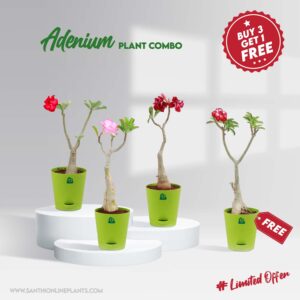 Adenium plant combo