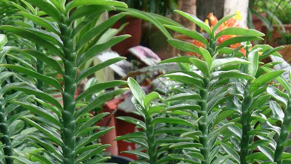 pedilanthus plant