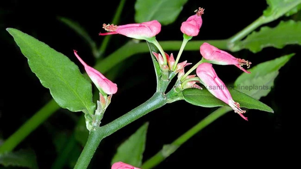 pedilanthus flower