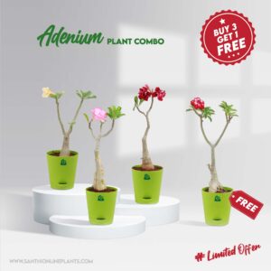 Adenium Plant Combo
