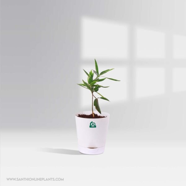 Best Table Top Plant Set