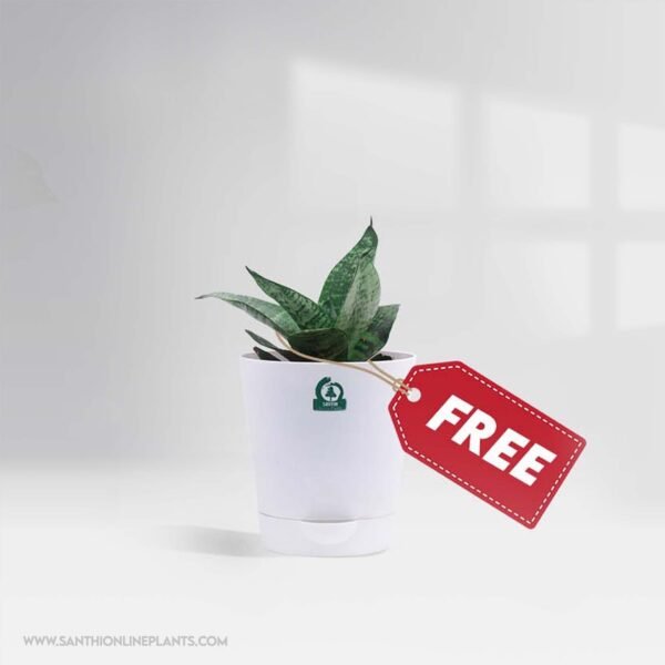 Best Table Top Plant Set