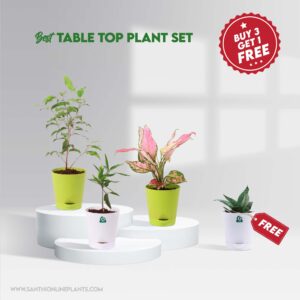 Best Table Top Plant Set