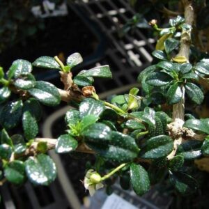 Carmona Microphylla -Fukien Tea Croton