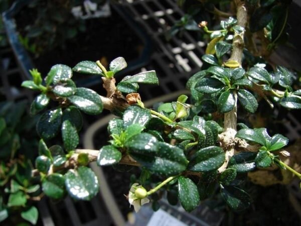 Carmona Microphylla -Fukien Tea Croton