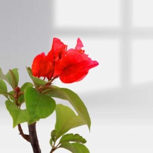 Bougainvillea Crimson Red