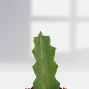 Euphorbia Lactea-Cactus