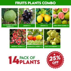 Fruit Plants Combo