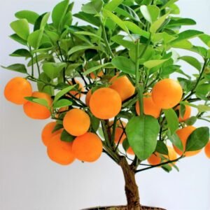 Mini Orange