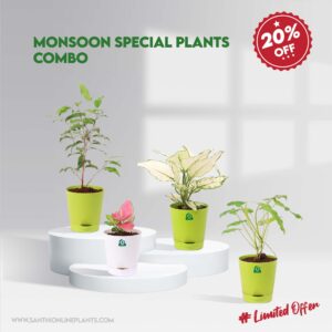 Monsoon Special plants Combo