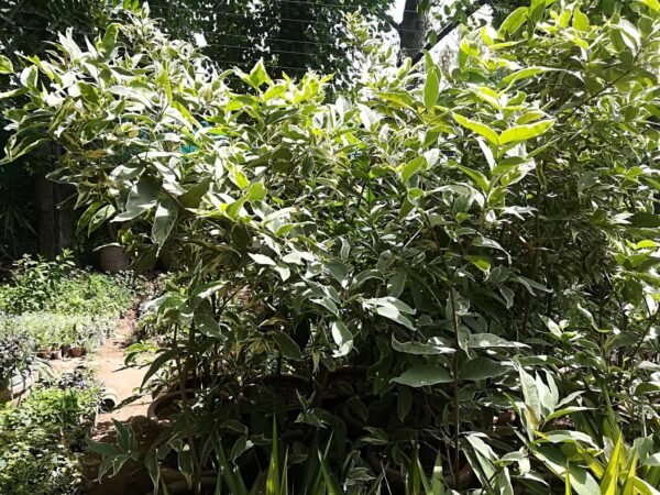 Variegated Water Apple