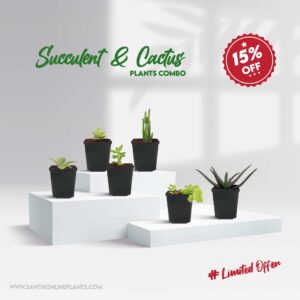 Succulent And Cactus Plants Combo
