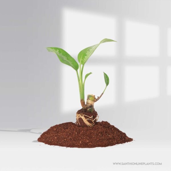Aglaonema Jubilee Petite
