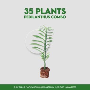 35 Plants Pedilanthus Combo