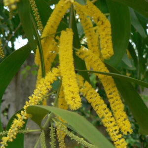 Acacia Auriculiformis-earleaf Acacia