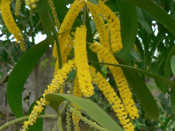 Acacia Auriculiformis-earleaf Acacia