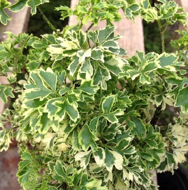 Aralia Variegated White