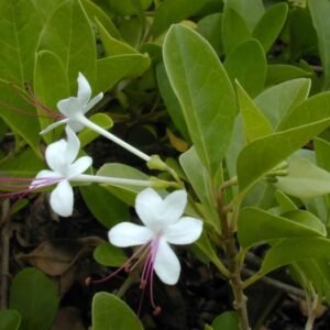 Clerodendrum Inerme-Seaside Clerodendron variegated