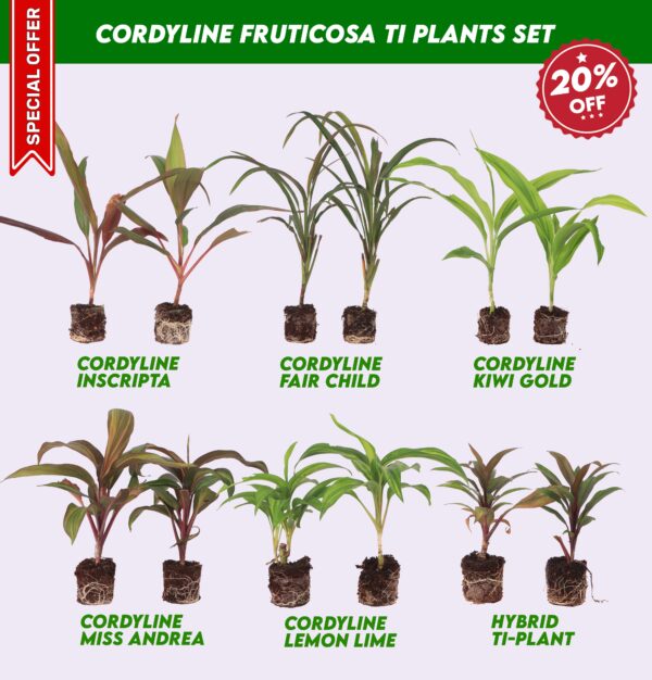 Cordyline fruticosa Ti plants Set