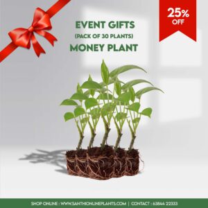 Money Plant - Pack of 30 plants