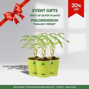 Philodendron paraiso verde - Pack of 28