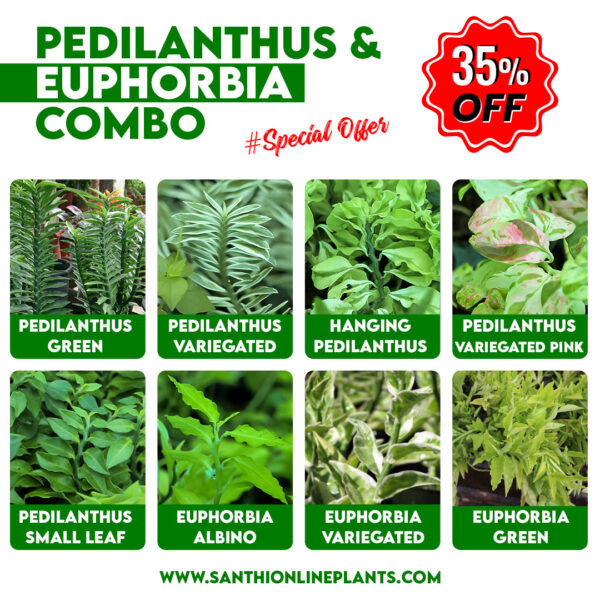 Pedilanthus & Euphorbia combo