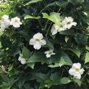 Thunbergia grandiflora alba - White