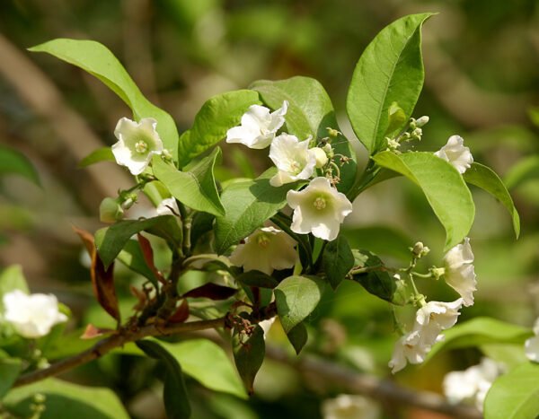 Vallaris Solanacea-Bread Flower