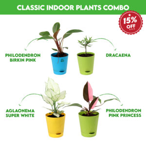 Classic Indoor Plants Combo