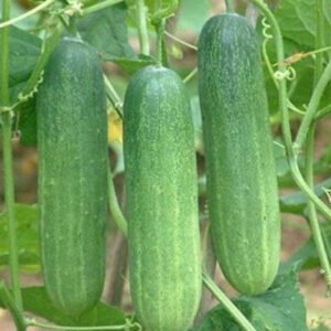 Cucumber Plant