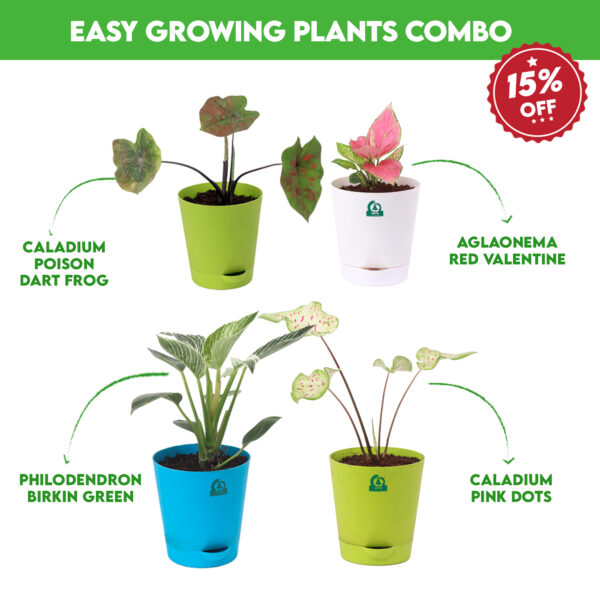Easy Growing Plants Combo