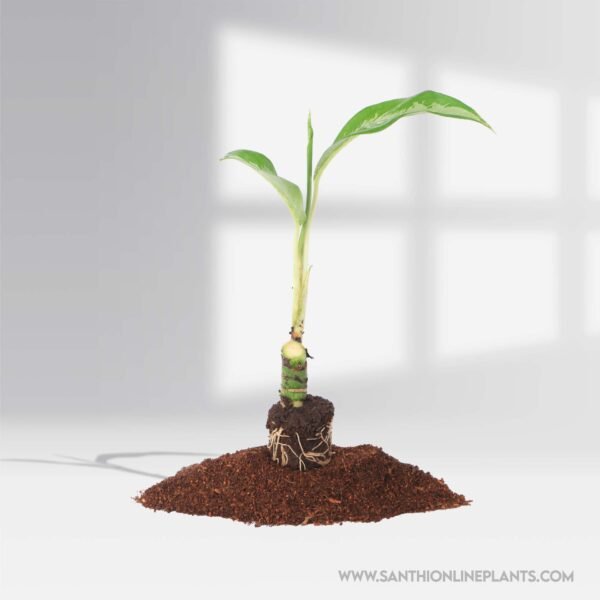 Aglaonema Black Lance