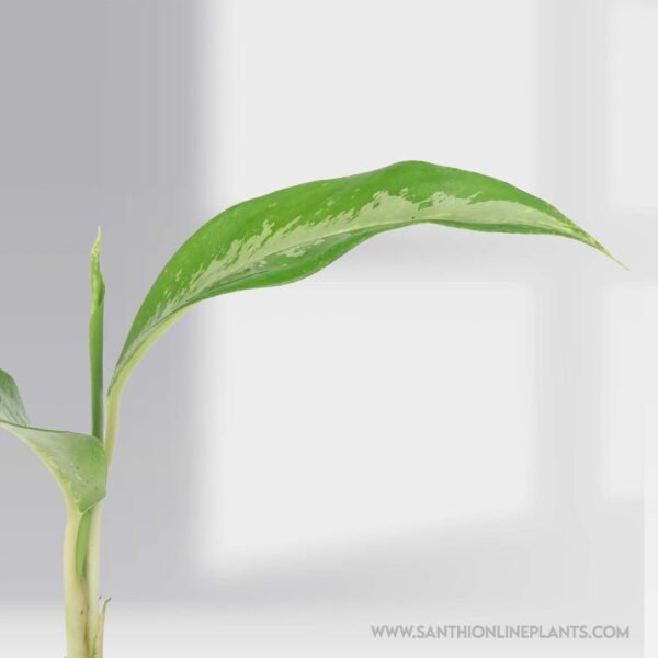 Aglaonema Black Lance