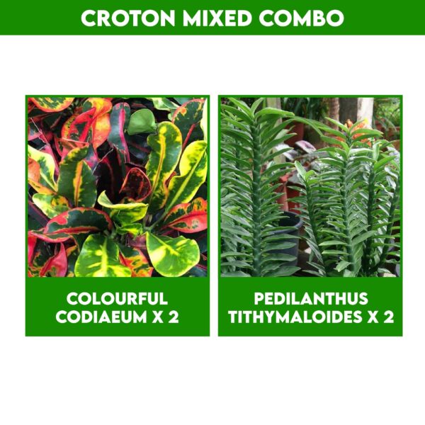 Croton Mixed Combo