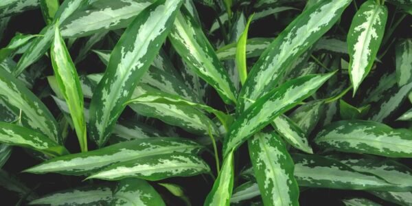 Aglaonema Black Lance