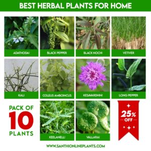 Best Herbal plants for home