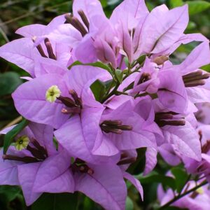 Bougainvillea Lavender