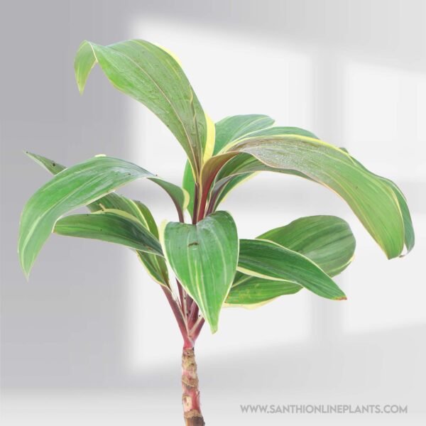 Cordyline Chocolate queen
