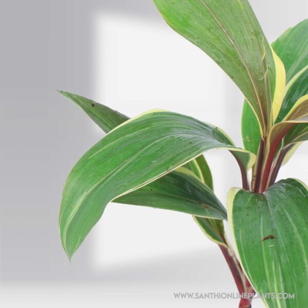 Cordyline 'Chocolate Queen'