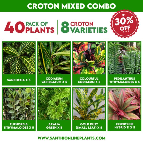Croton Mixed Combo