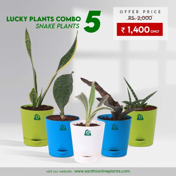 Lucky plants combo