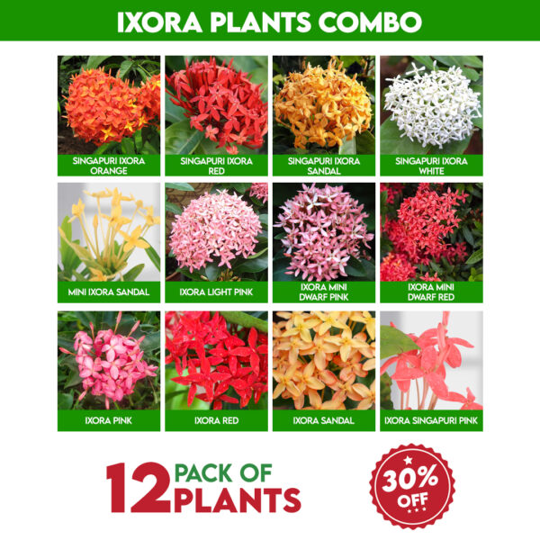 Ixora Plants Combo