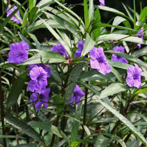 Mexican petunia Purple Showers