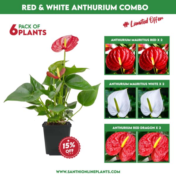 Red And White Anthurium Combo