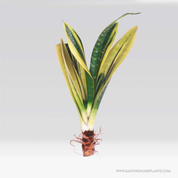 Snake Plant 'Golden Flame' Uprooted
