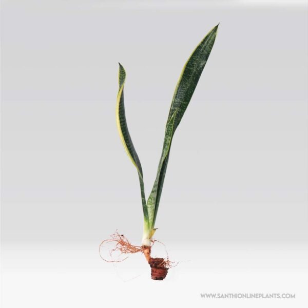 Snake Plant 'Laurentii'-Uprooted