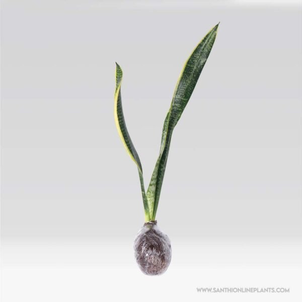 Snake Plant 'Laurentii'-Uprooted