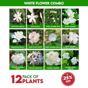  White Flowers Plants Combo